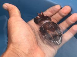 山口県萩市の游漁船は竜王丸