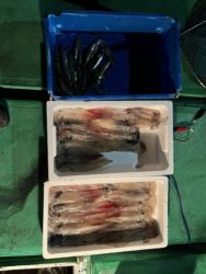 遊漁船　イカ釣り
