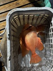 萩市、イカ釣り、遊漁船、釣り船